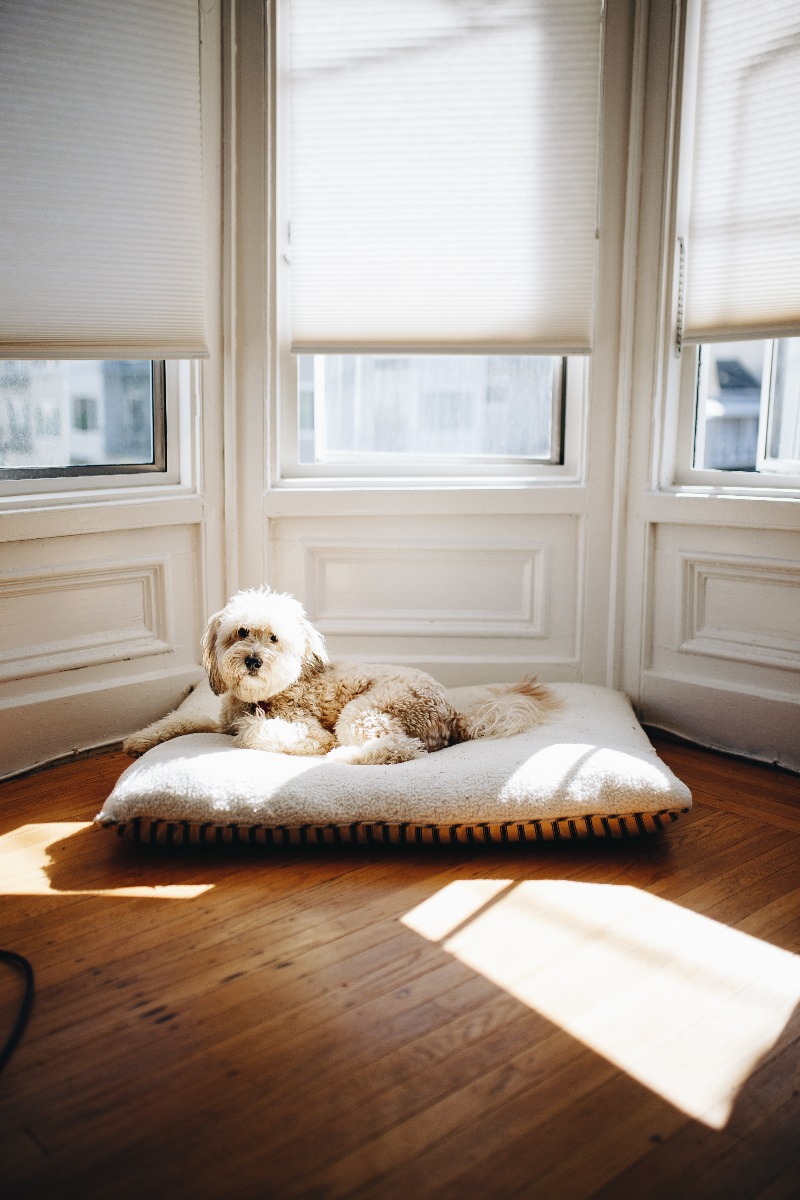 dog on rug in front of three large windows that have white wooden venetian blinds covering them